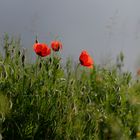 Coquelicots #3