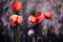 Coquelicots