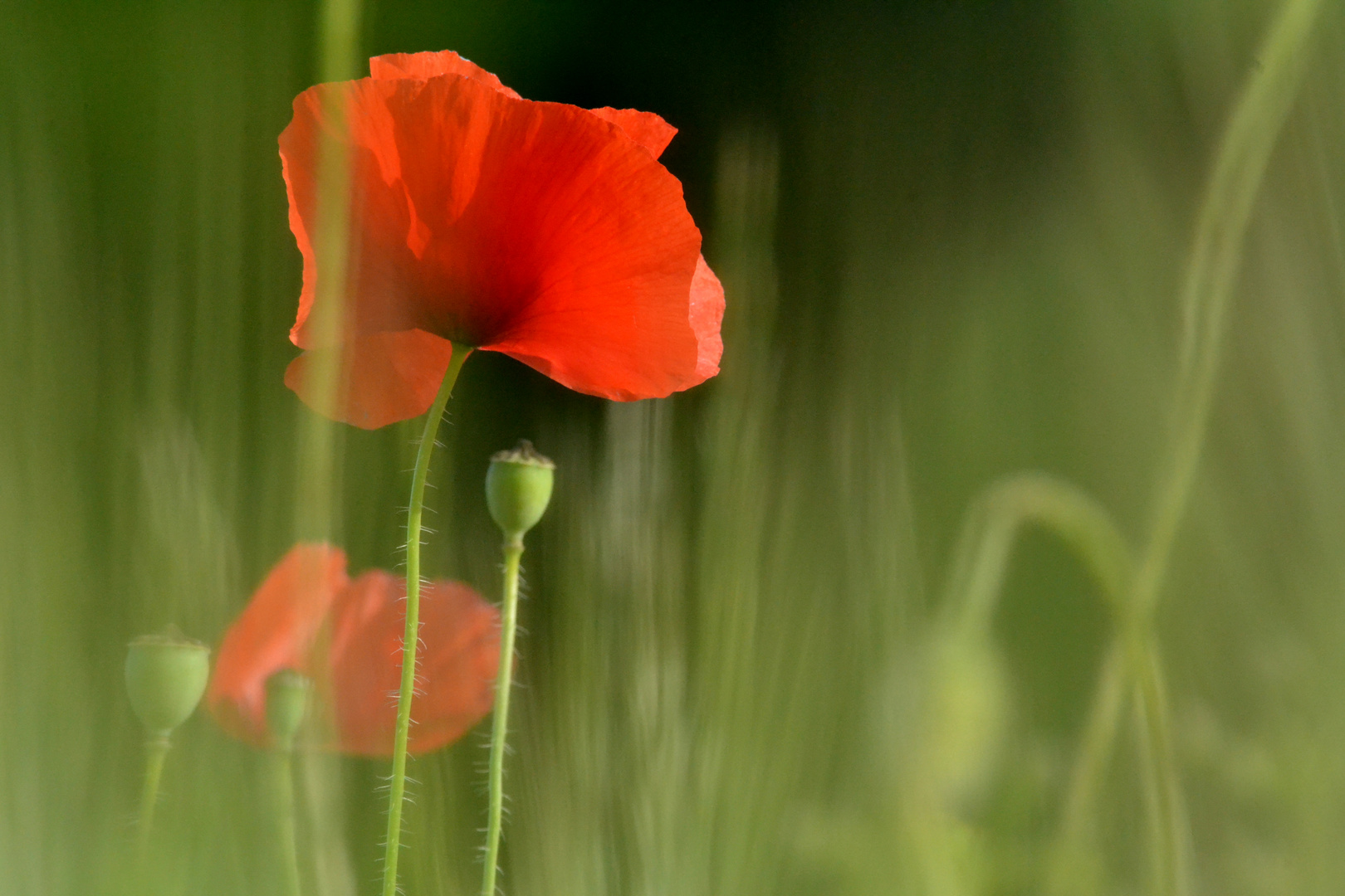 coquelicots