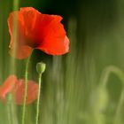 coquelicots