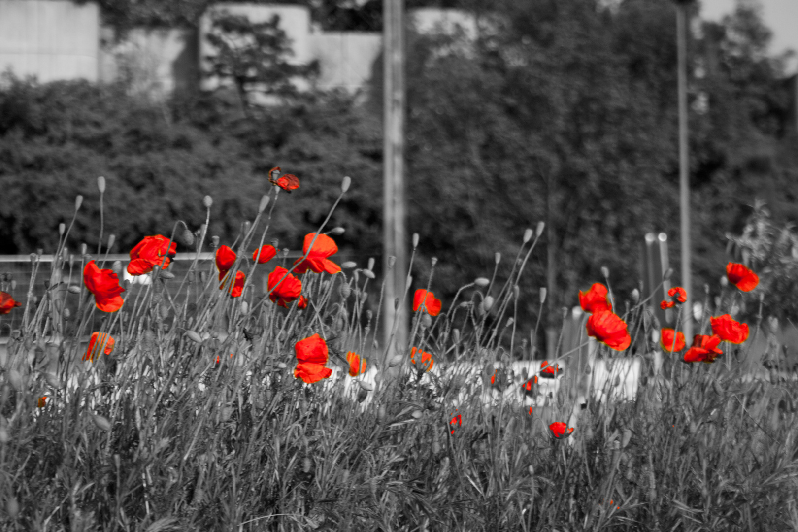 Coquelicots