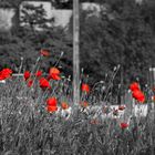 Coquelicots