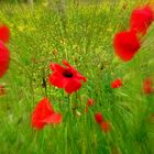 coquelicots