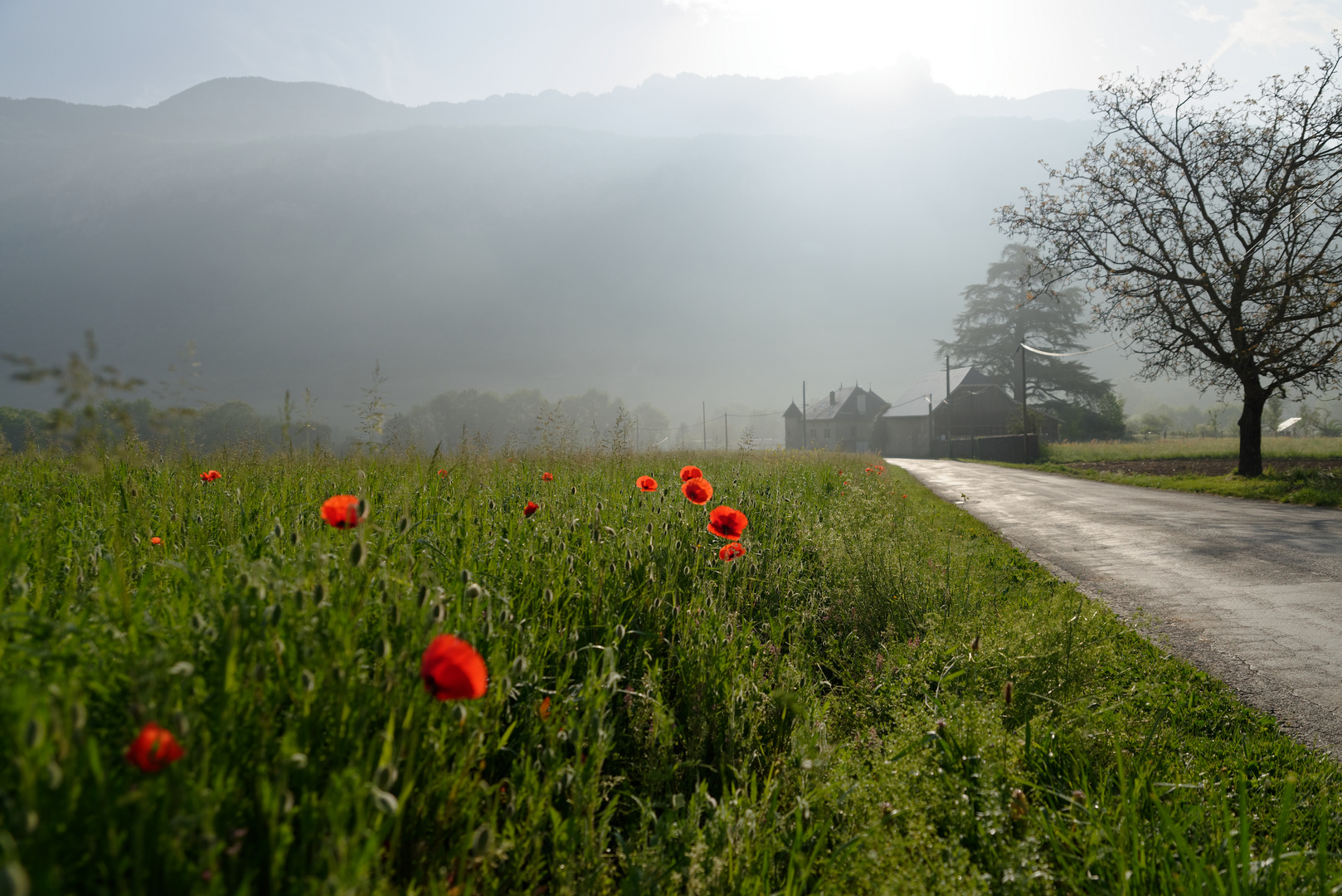 Coquelicots #4