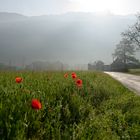 Coquelicots #4