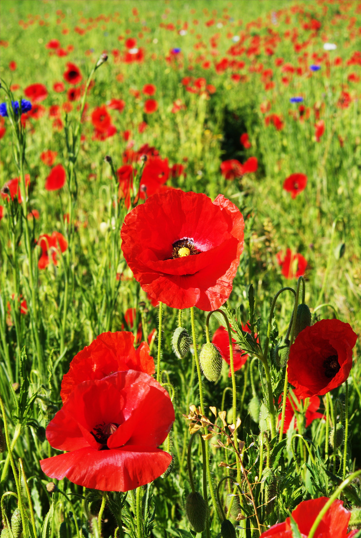 COQUELICOTS