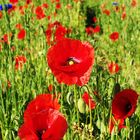 COQUELICOTS