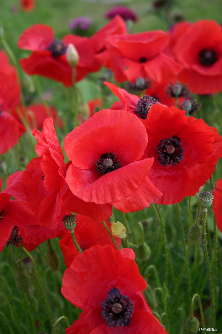 Coquelicots