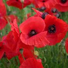 Coquelicots