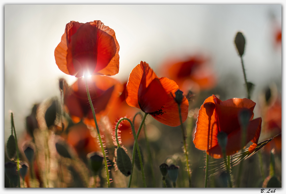 Coquelicots