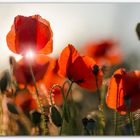 Coquelicots