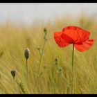 Coquelicots