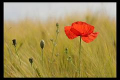 Coquelicots