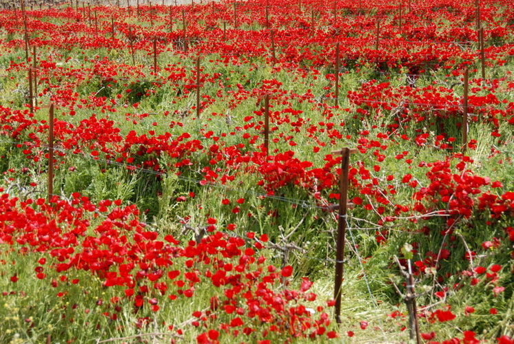 coquelicots