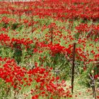 coquelicots