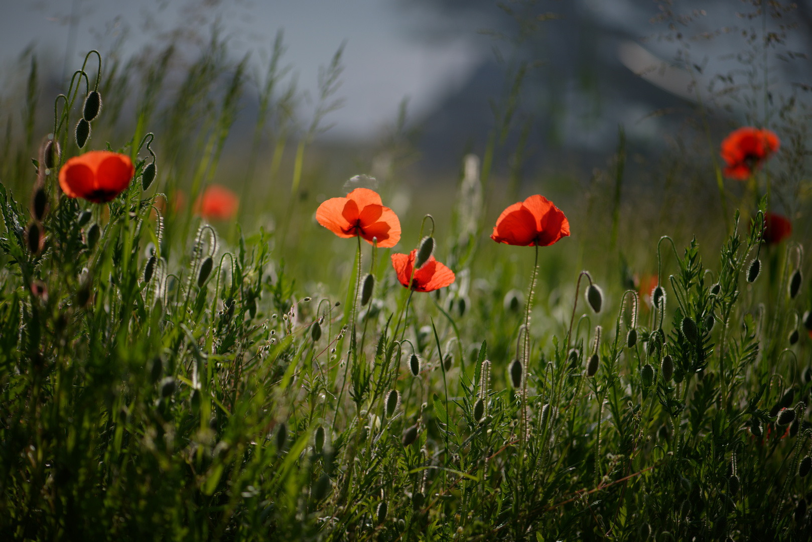 Coquelicots #5