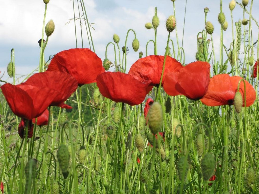 Coquelicots