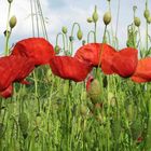 Coquelicots