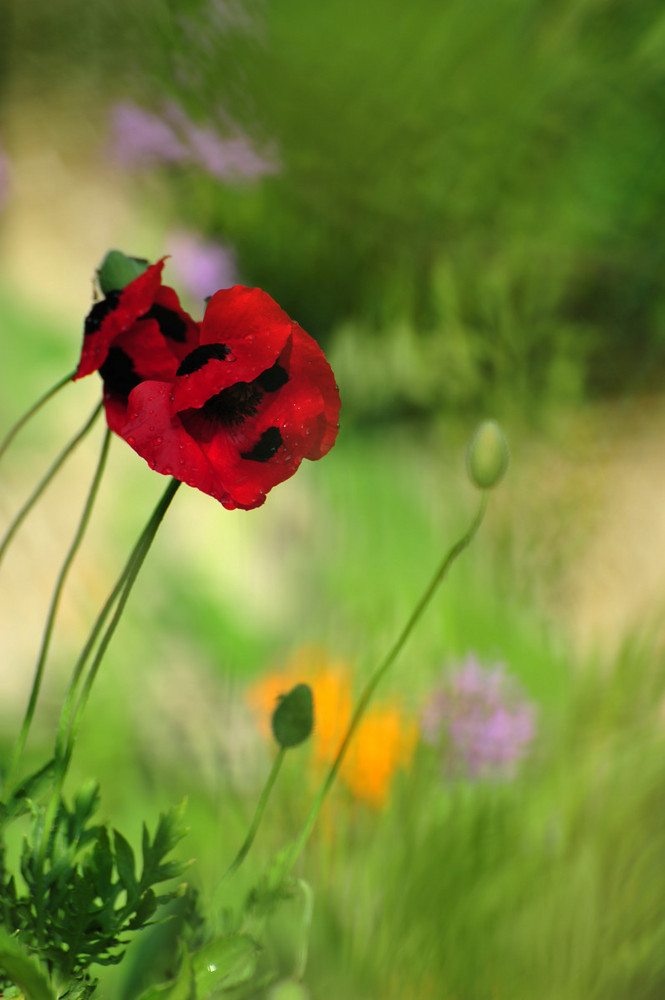 Coquelicots