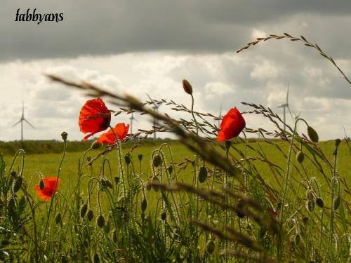 coquelicots