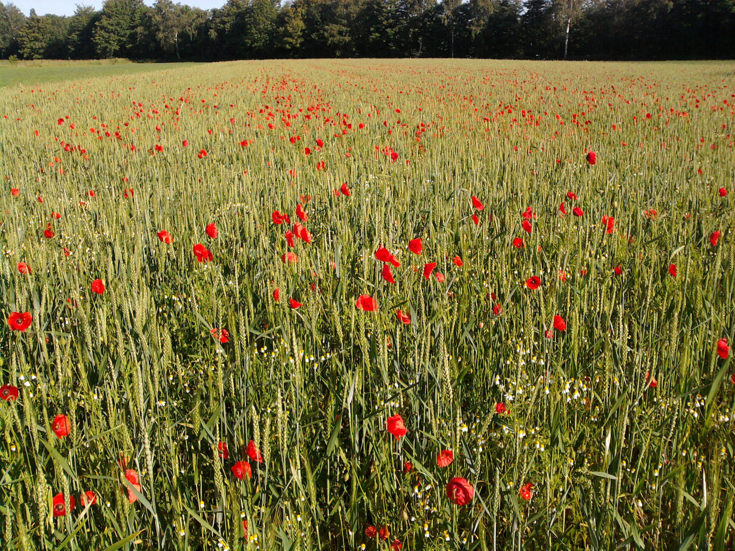 Coquelicots