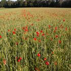 Coquelicots