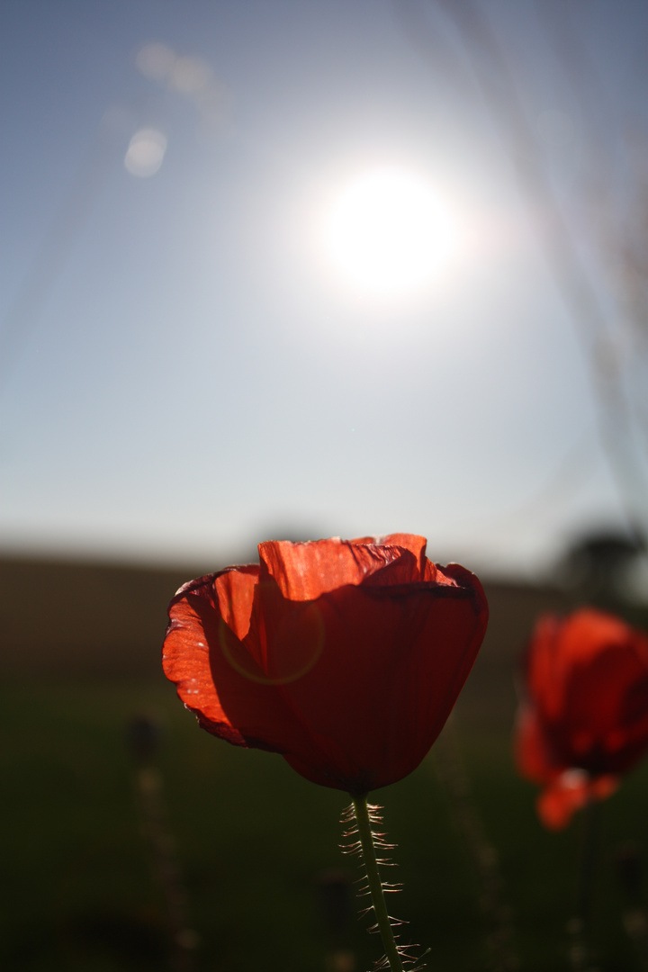 Coquelicots