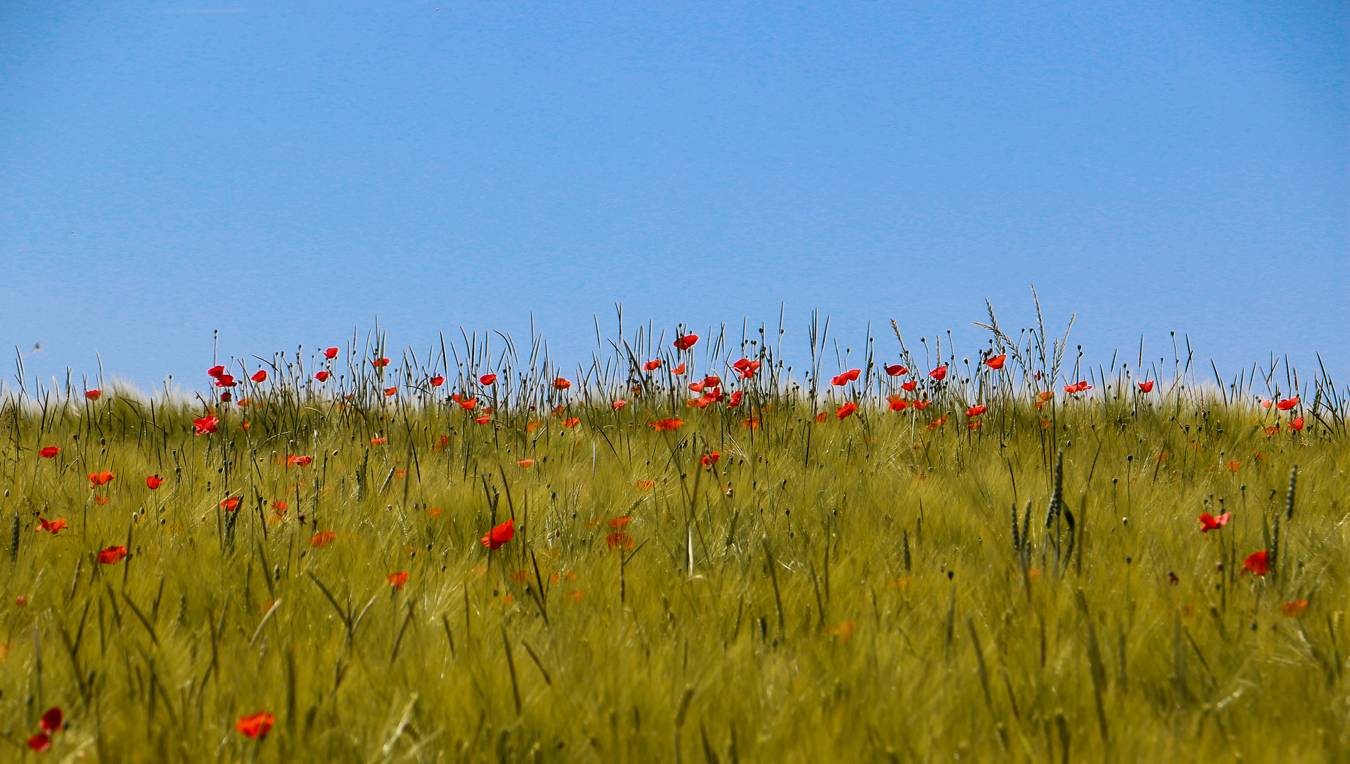 Coquelicots