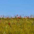 Coquelicots