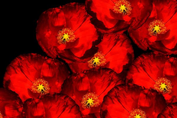 + + + ... Coquelicots ... + + +