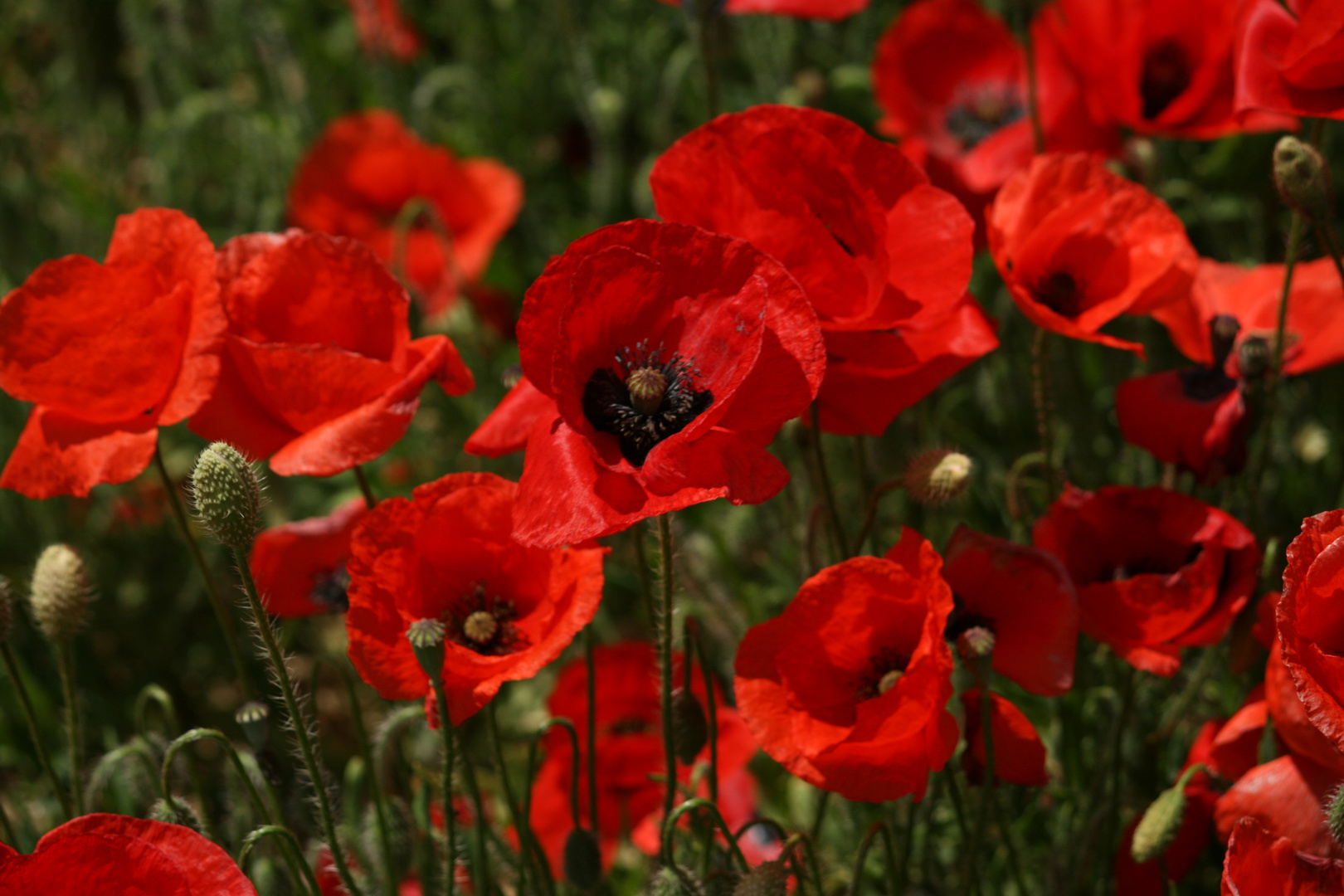 coquelicots