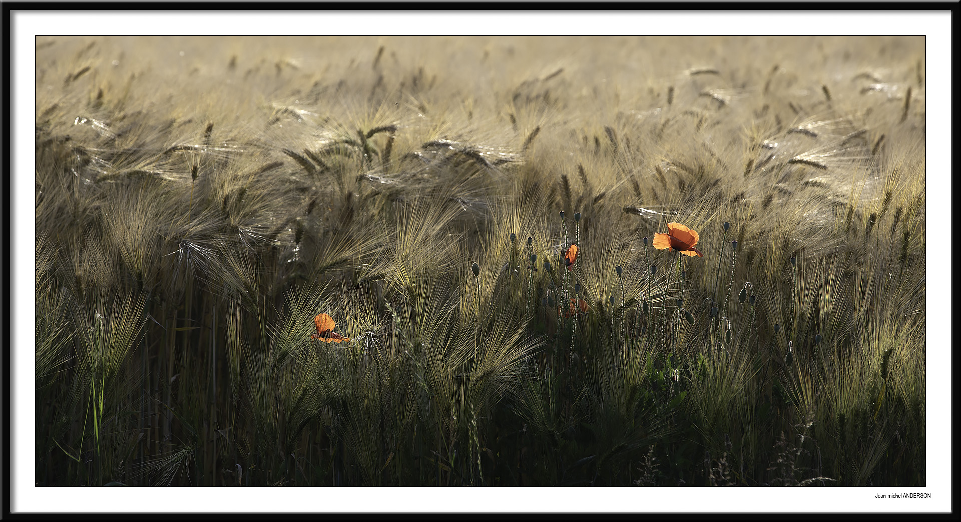 Coquelicots