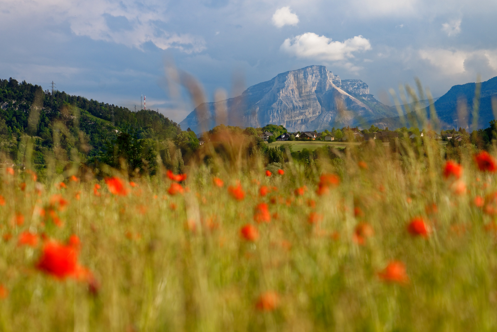 Coquelicots #6