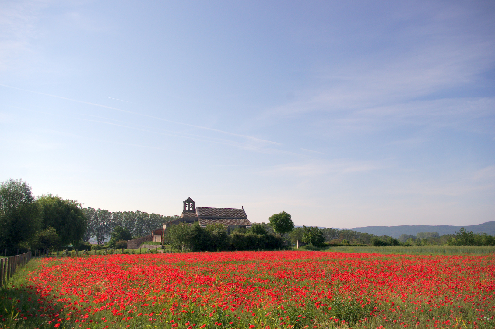 Coquelicots ...