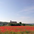 Coquelicots ...