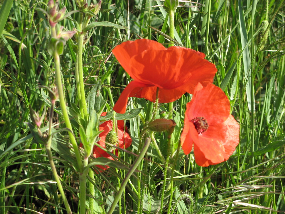 coquelicots