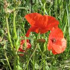 coquelicots