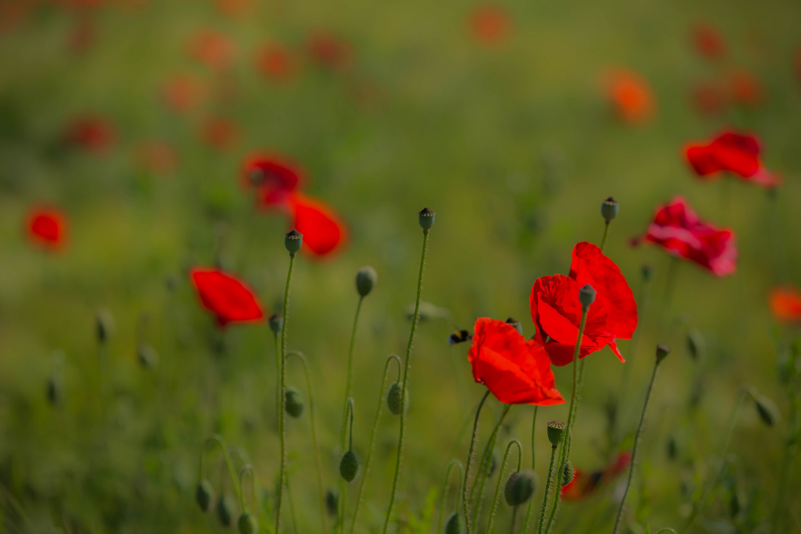 coquelicots