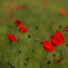 coquelicots