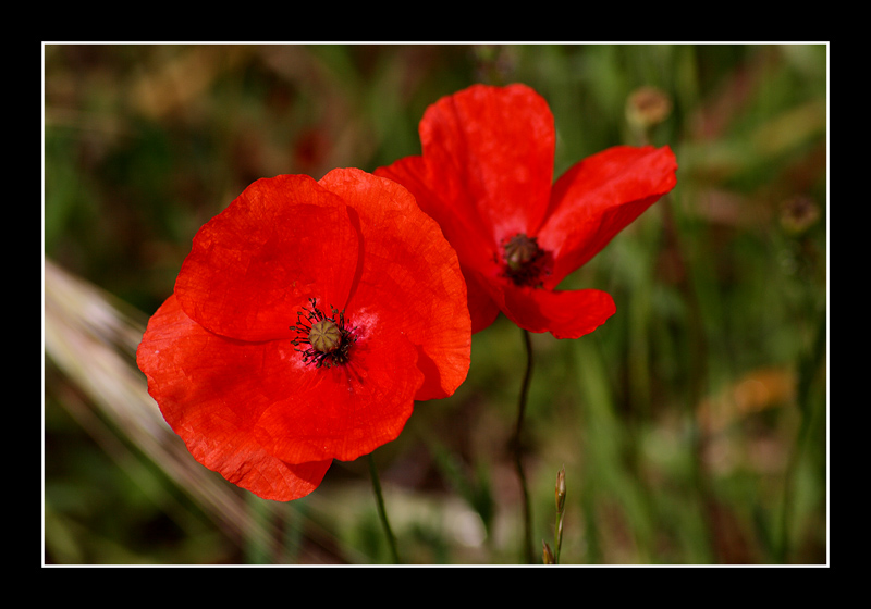 Coquelicots