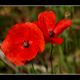 Coquelicots