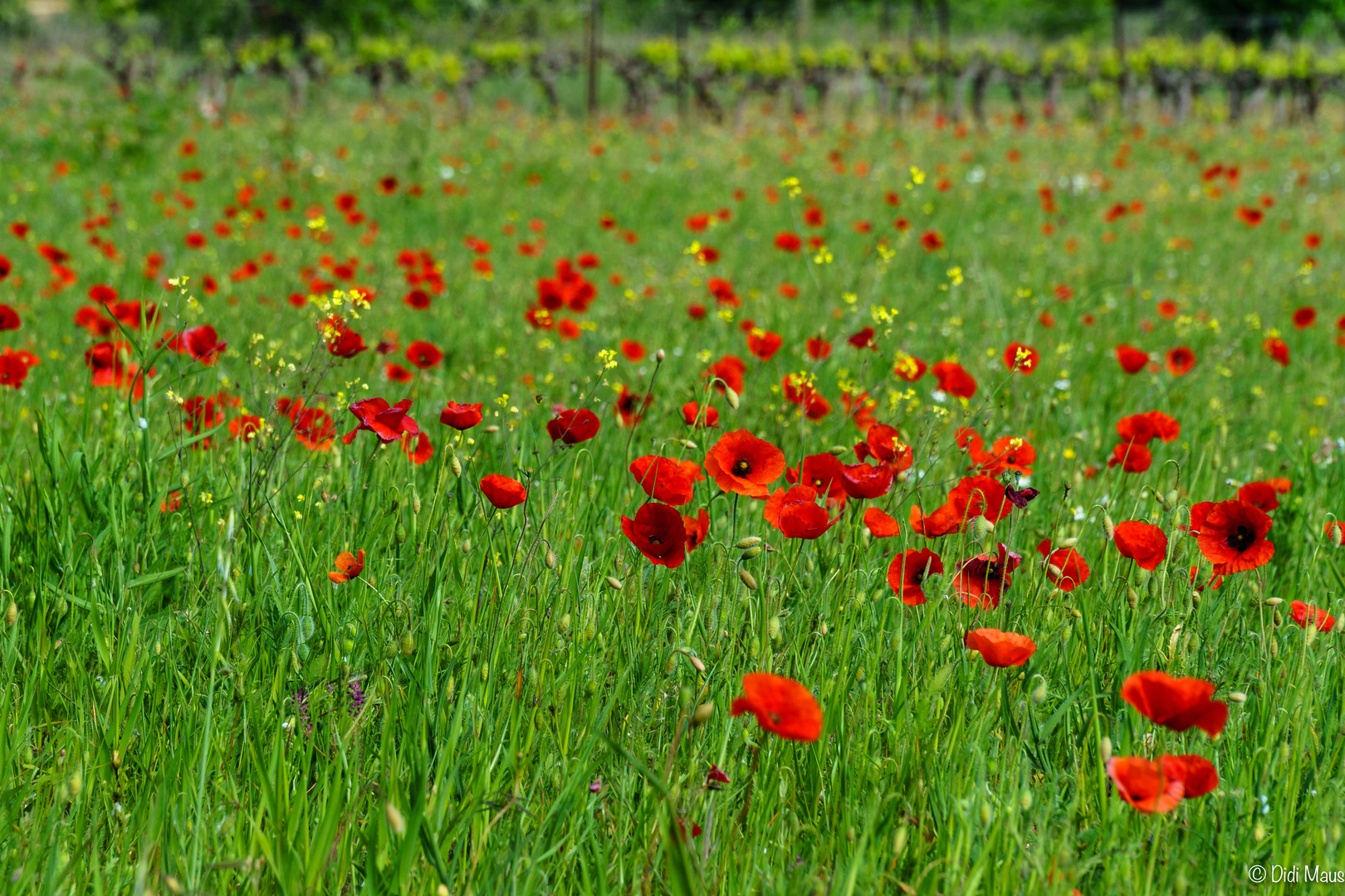 coquelicots