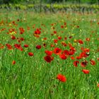 coquelicots