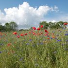 Coquelicots