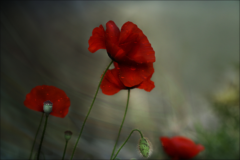 Coquelicots