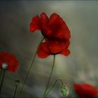 Coquelicots