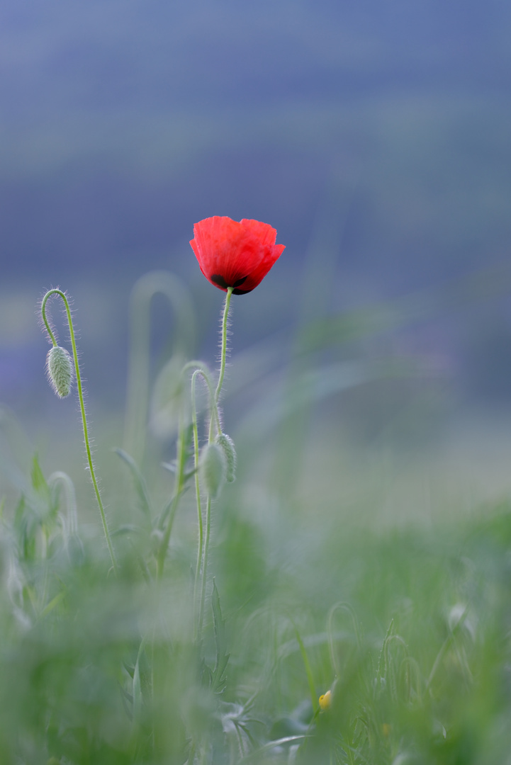 Coquelicots #7