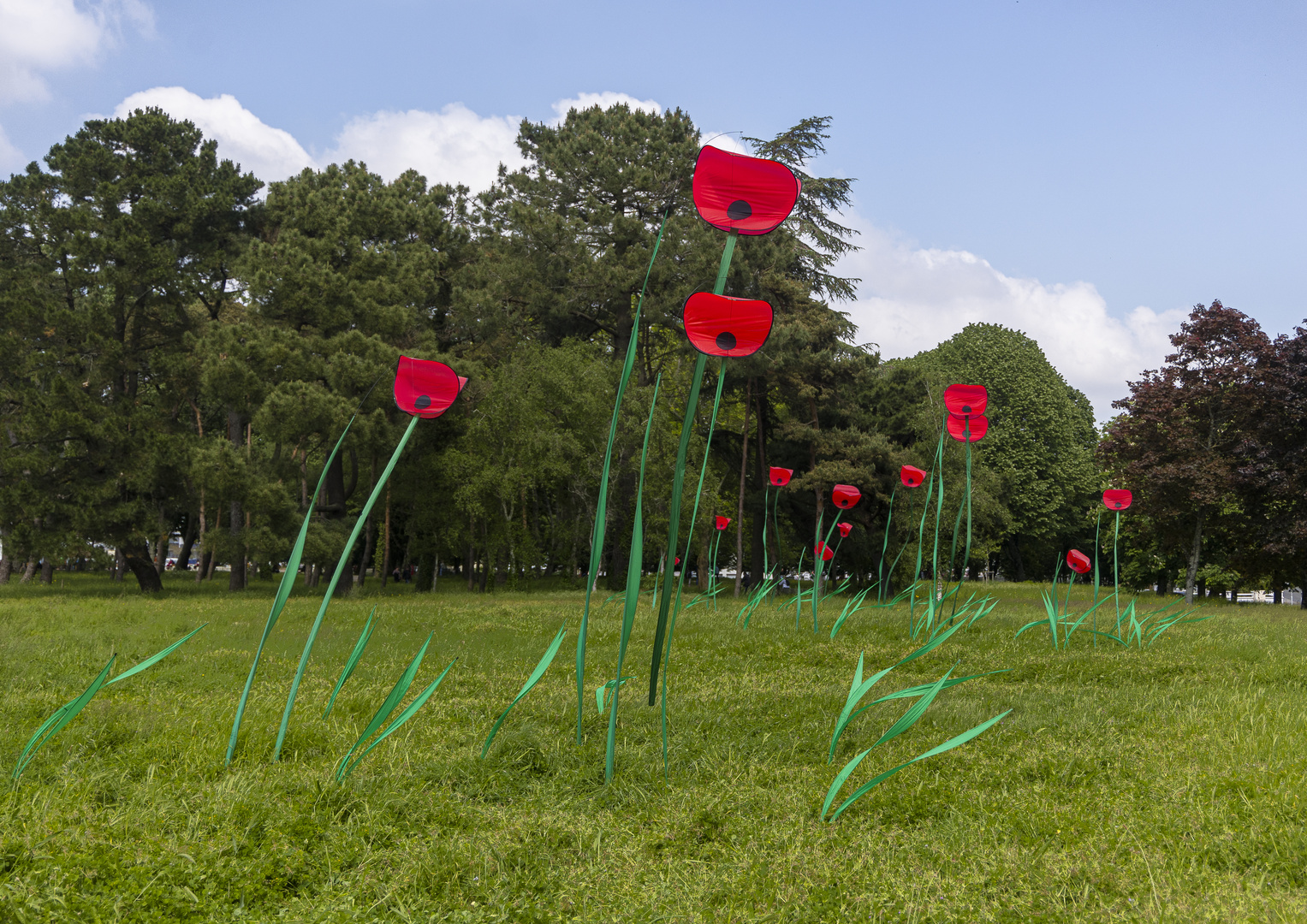 Coquelicots