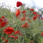 COQUELICOTS