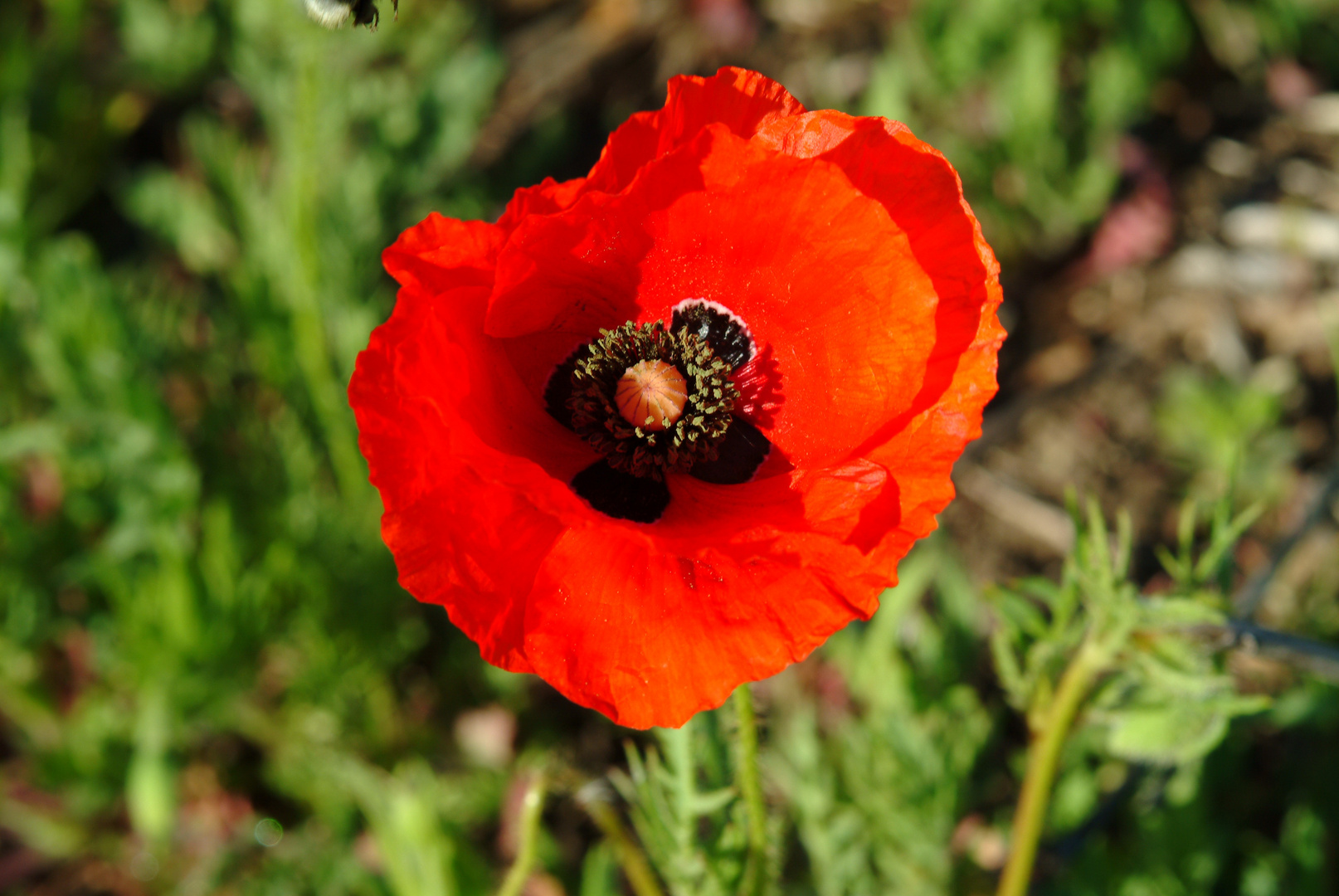 COQUELICOTS